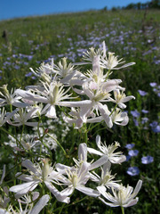 Clematis lathyrifolia