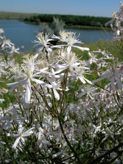 Clematis lathyrifolia