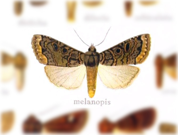 Hyssia melanopis