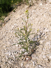 Brassica elongata pinnatifida