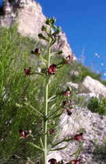 Scrophularia cretacea