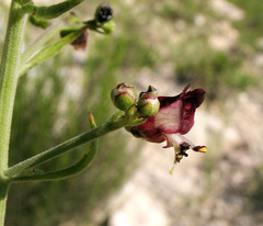 Scrophularia cretacea