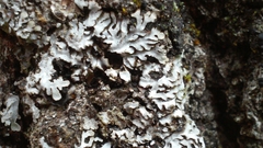 Physconia isidiigera