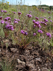 Dianthus pseudarmeria