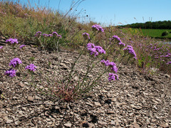 Dianthus pseudarmeria