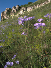 Linum hirsutum