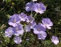 Linum hirsutum