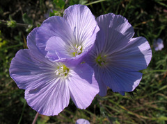 Linum hirsutum