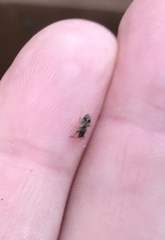 Oxycarenidae