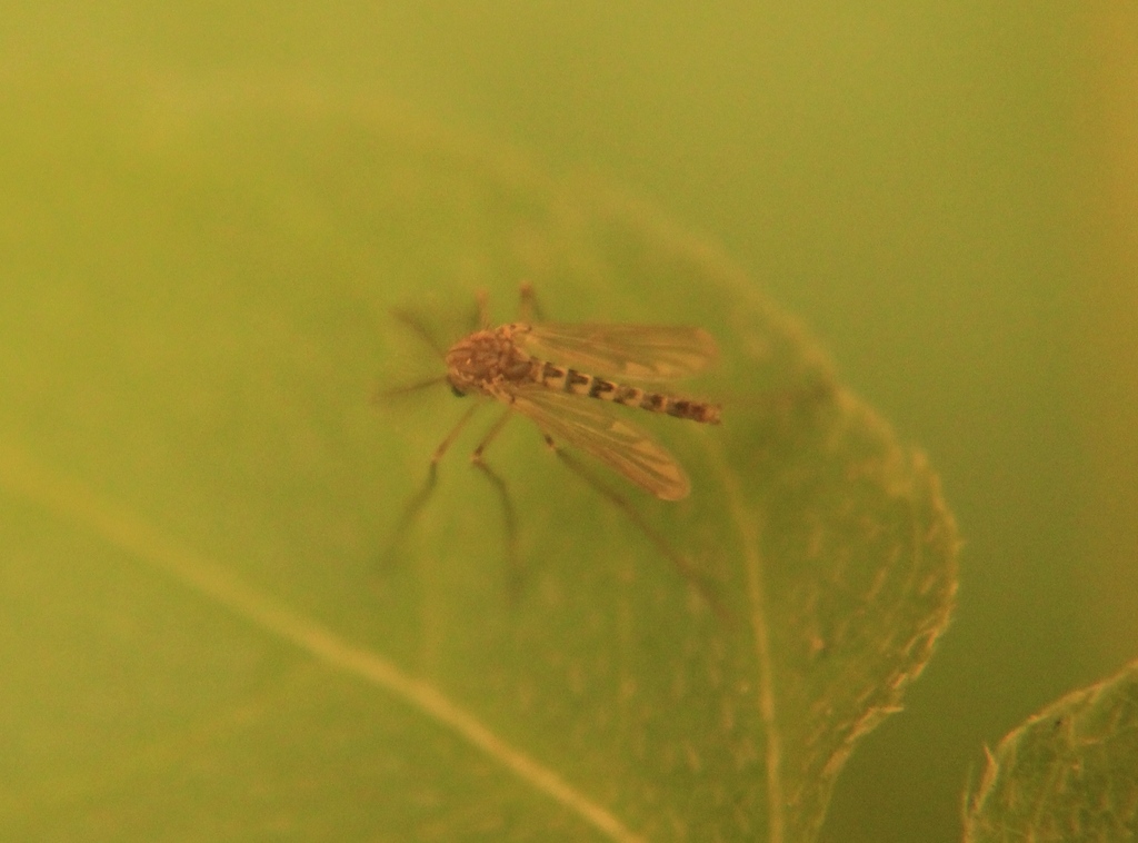 Pentaneura