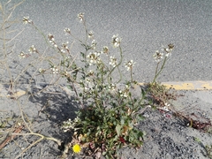 Eruca vesicaria
