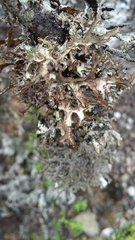 Platismatia stenophylla