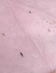 Entomobrya albocincta