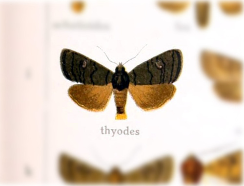 Neomanobia thyodes