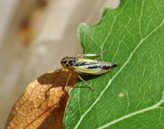 Evacanthus interruptus