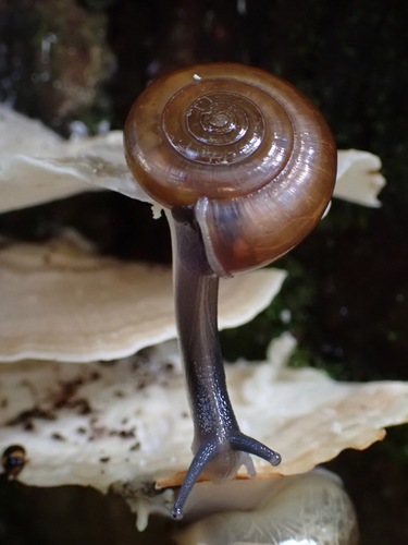 Sarika resplendens (Sarika resplendens)