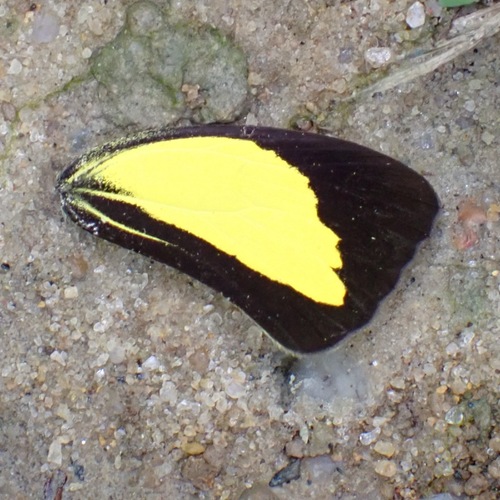 Malayan Grass Yellow