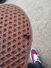 Apis mellifera