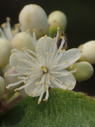 Sapphire-berry (Symplocos paniculata)
