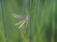 Macronemurus perlatus