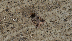 Cerastis enigmatica