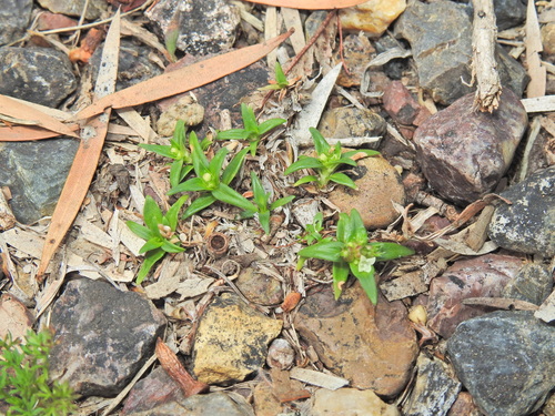 Image of Richardia stellaris by (c) Scott W. Gavins, some rights reserved (CC BY)