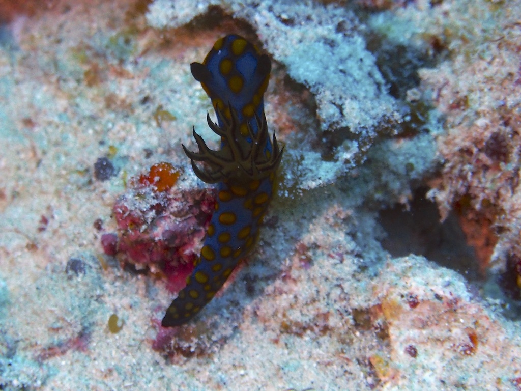 Tambja sagamiana