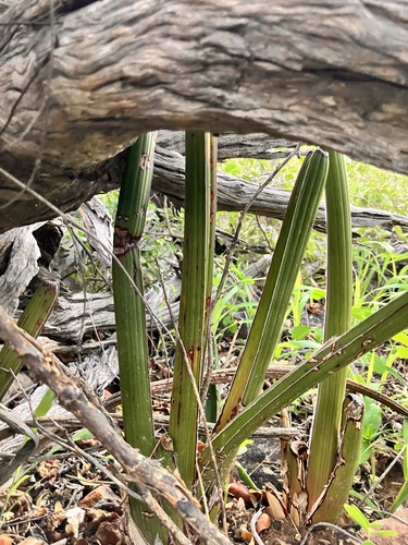 Dracaena pearsonii, photograph 4