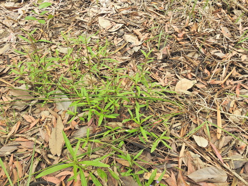 Image of Hygrophila angustifolia by (c) Scott W. Gavins, some rights reserved (CC BY)