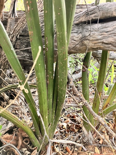 Dracaena pearsonii, photograph 5
