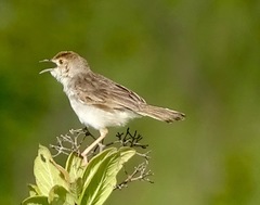 Cisticola juncidis