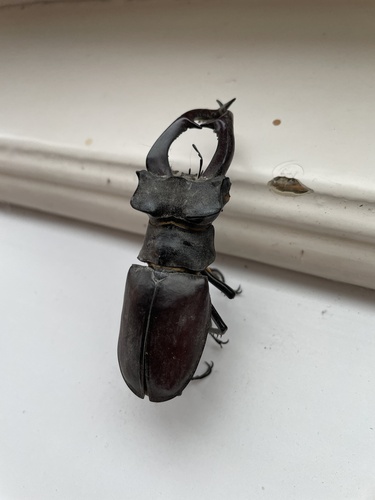 Lucanus cervus