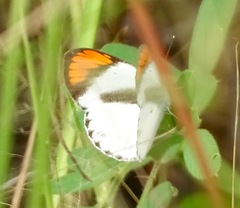 Colotis euippe
