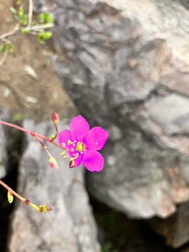 Talinum portulacifolium