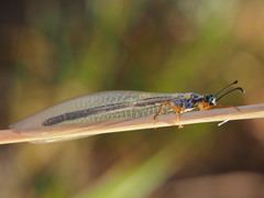 Myrmeleon lethifer