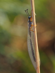 Myrmeleon lethifer
