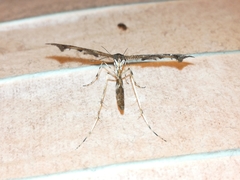 Amblyptilia
