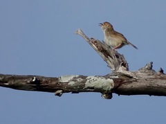 Cisticola juncidis