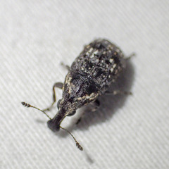 Taburnus tessellatus