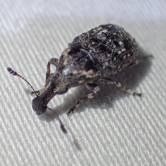 Taburnus tessellatus