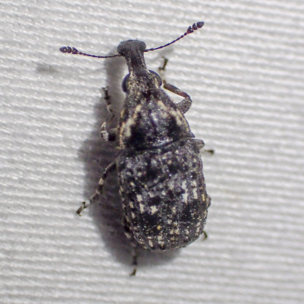 Taburnus tessellatus