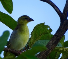 Ploceus velatus