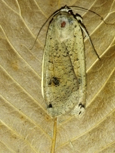 Large yellow underwing