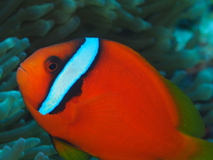 Blackback Anemonefish photo 5