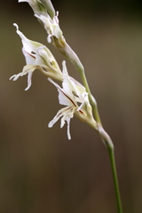 Gladiolus permeabilis edulis