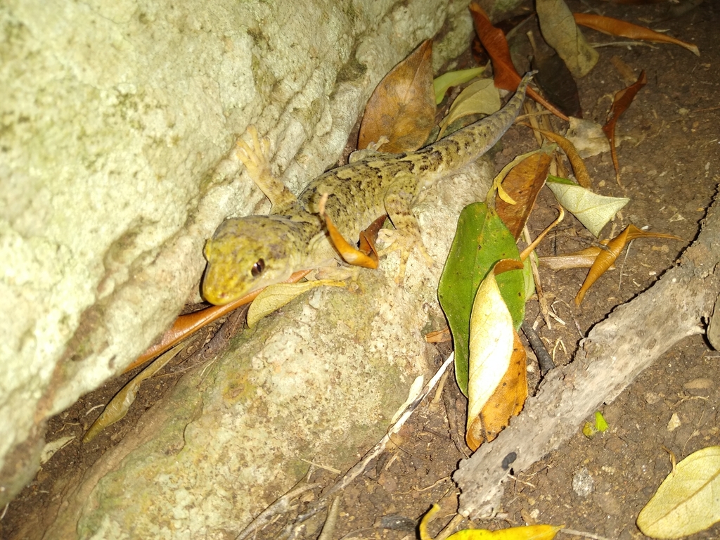 Lord Howe Marbled Gecko from 2899, Norfolk Island on November 7, 2023 ...