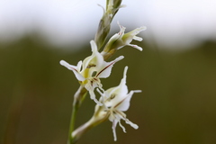 Gladiolus permeabilis edulis