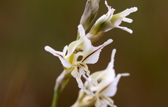 Gladiolus permeabilis edulis
