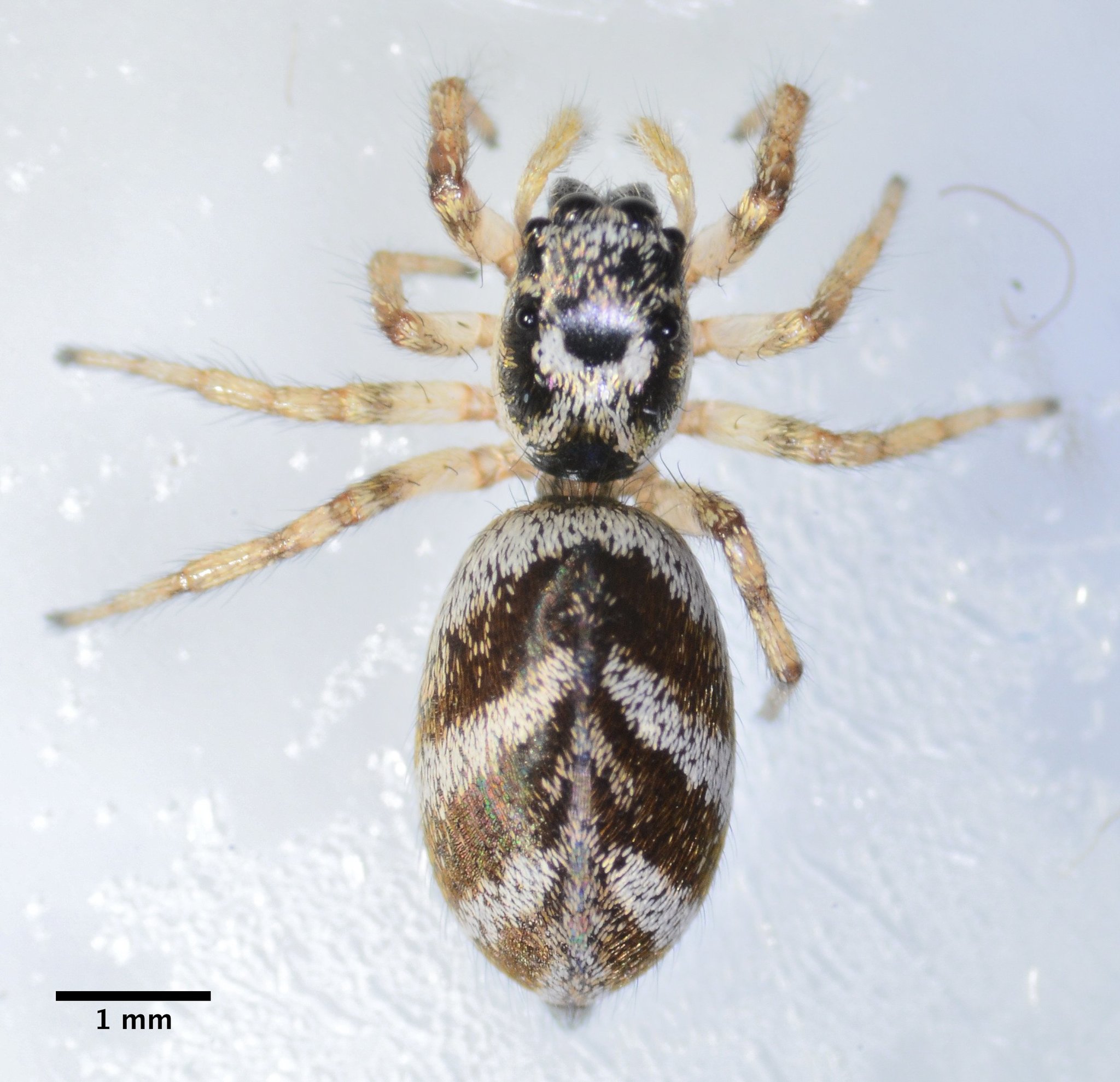 Zebra Jumping Spiders: A Salticus Scenicus Care Guide!