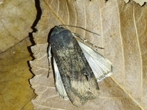 Black cutworm